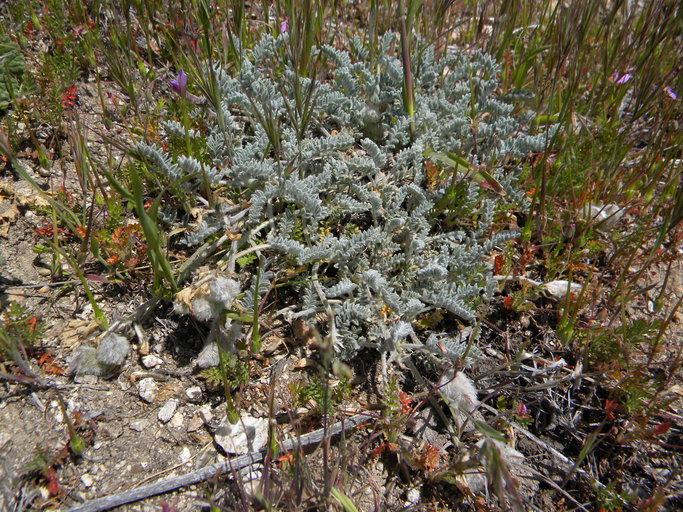 Astragalus leucolobus