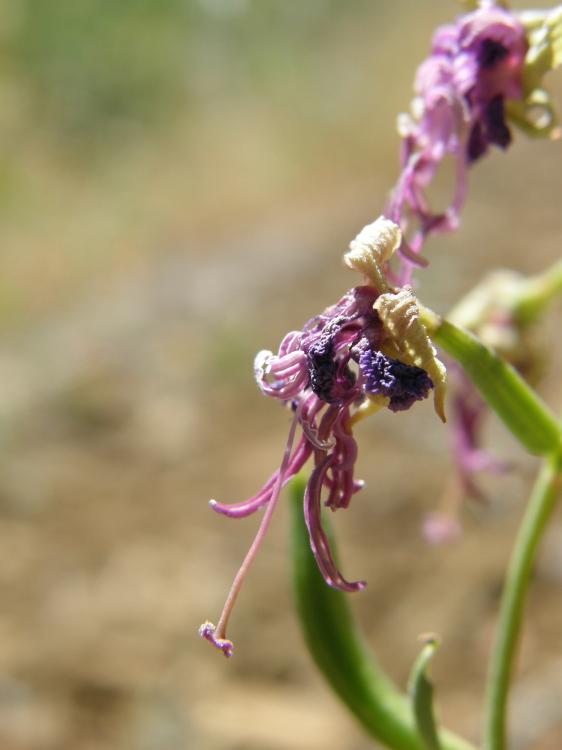 Clarkia borealis ssp. borealis Clarkia borealis ssp. borealis