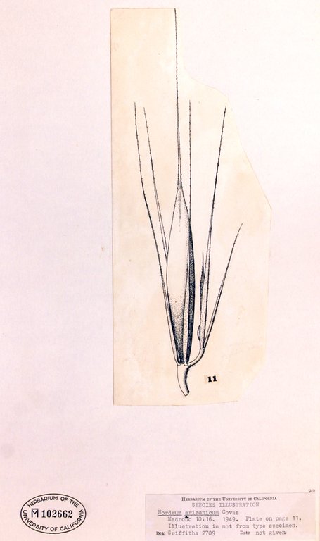 Hordeum arizonicum