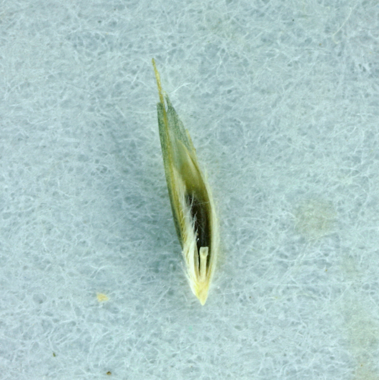 Leptochloa fusca ssp. fascicularis