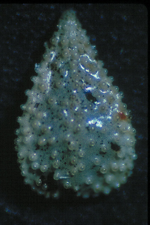 Cryptantha clokeyi Cryptantha clokeyi