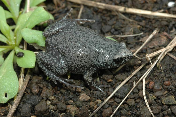 Gastrophryne elegans Gastrophryne elegans
