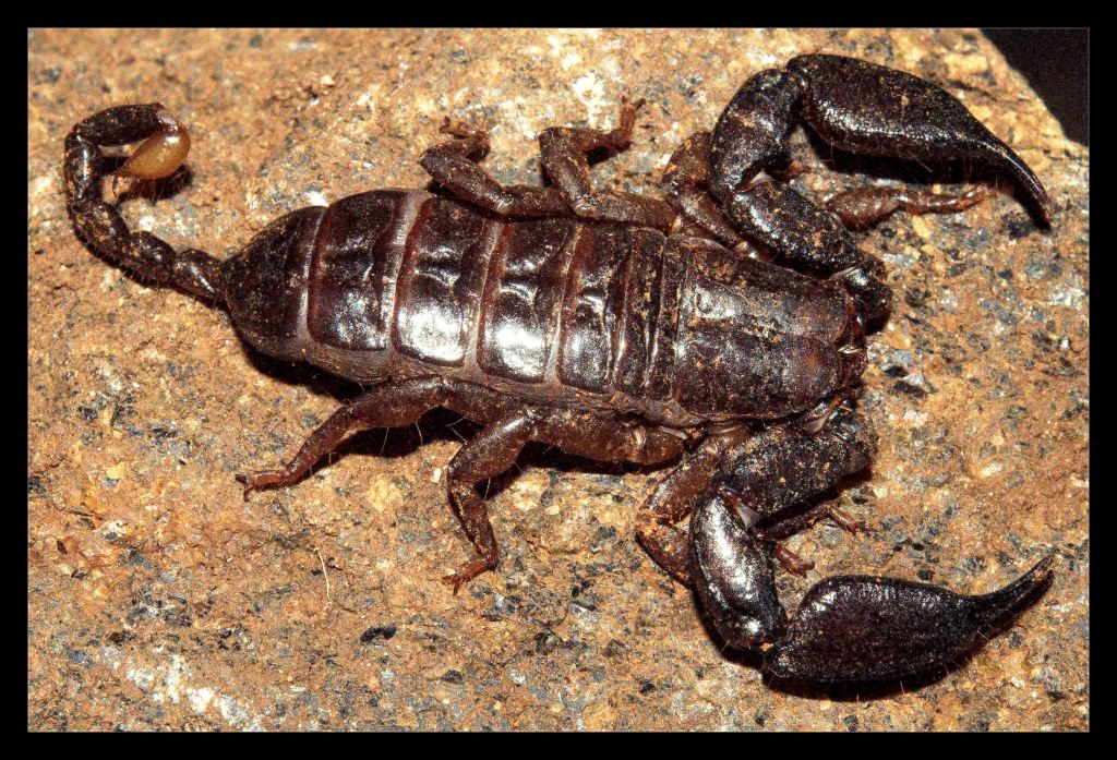 Iomachus laeviceps