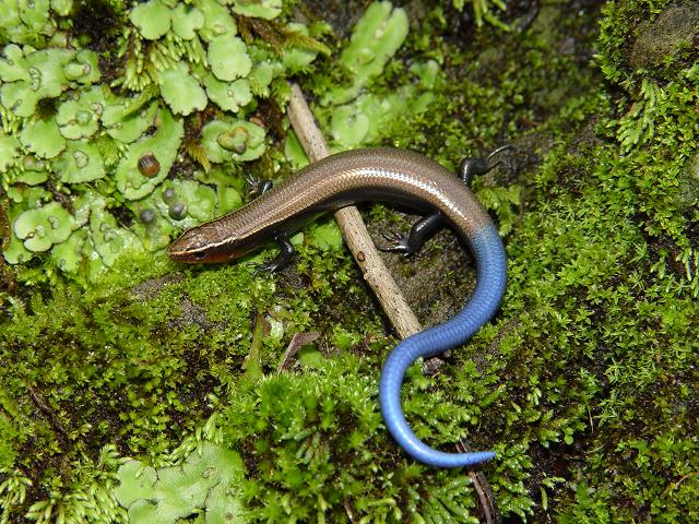 Plestiodon dicei Plestiodon dicei