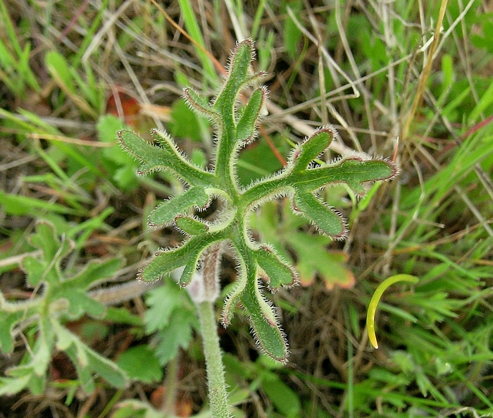 Delphinium variegatum ssp. variegatum