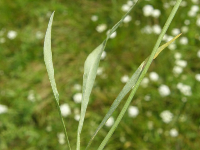Perideridia parishii ssp. latifolia