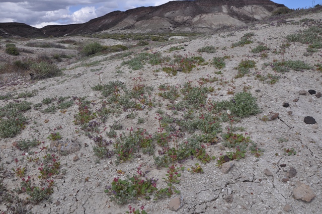 Eriogonum lemmonii Eriogonum lemmonii