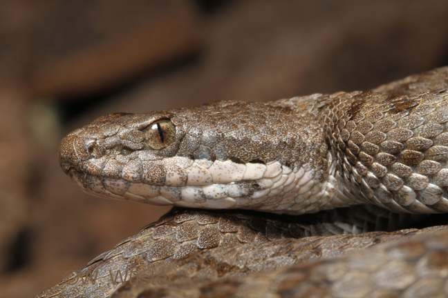 Crotalus pricei Crotalus pricei