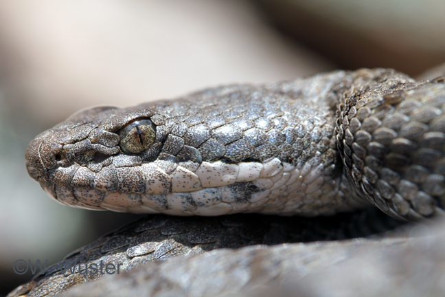 Crotalus pricei Crotalus pricei
