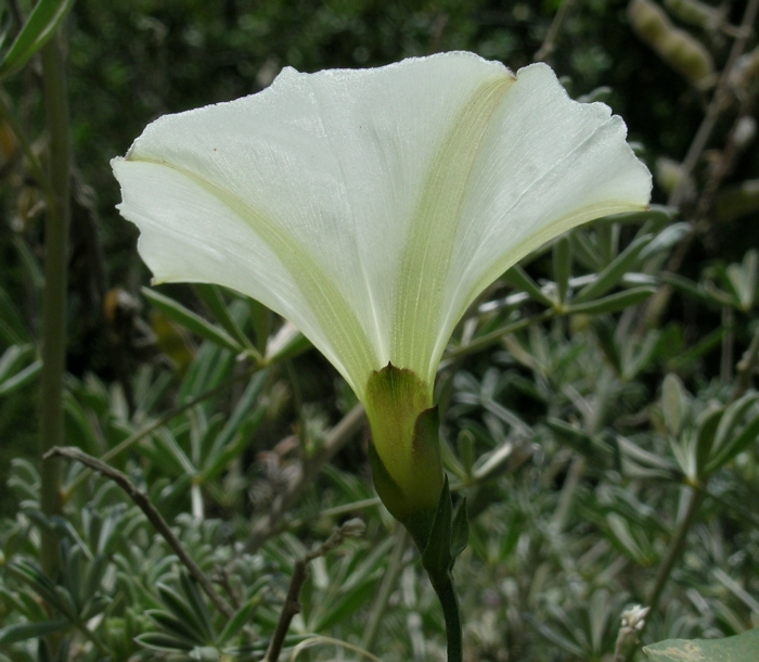 Calystegia occidentalis ssp. occidentalis