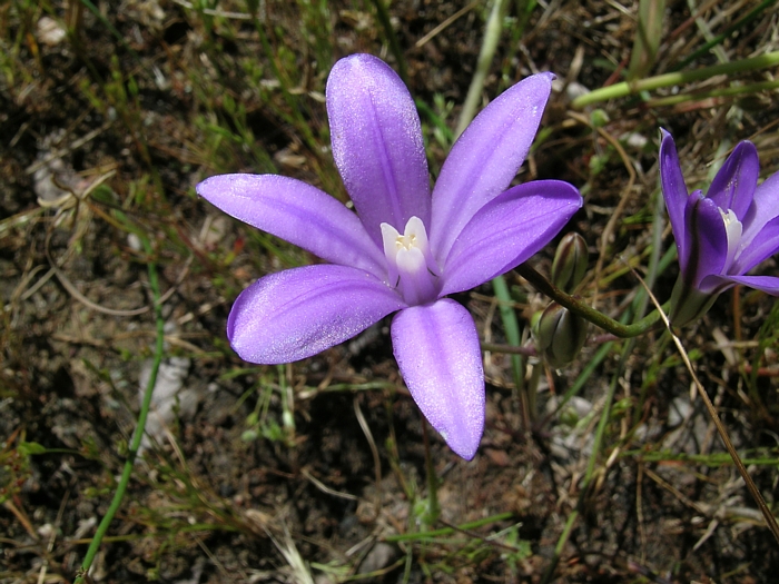 Brodiaea rosea ssp. vallicola