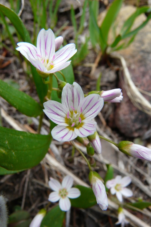 Claytonia lanceolata Claytonia lanceolata