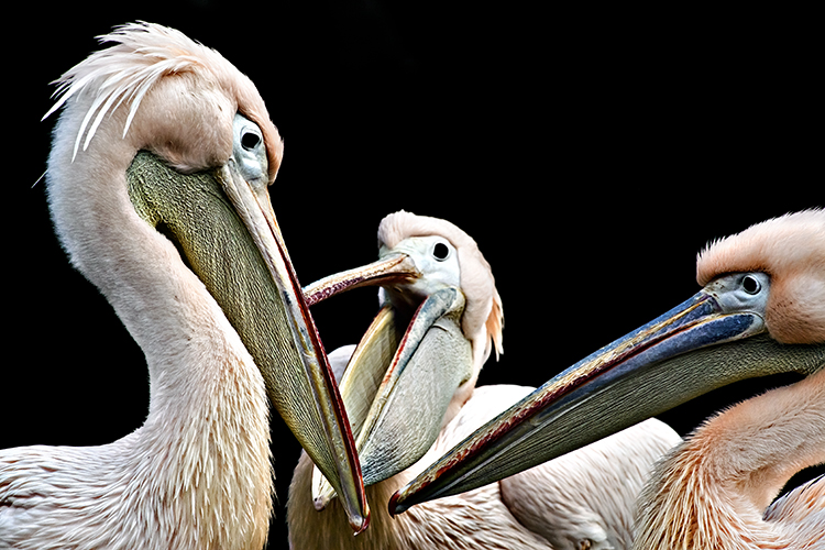 Pelecanus onocrotalus Pelecanus onocrotalus