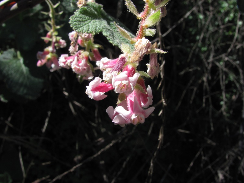 Ribes malvaceum var. malvaceum Ribes malvaceum var. malvaceum