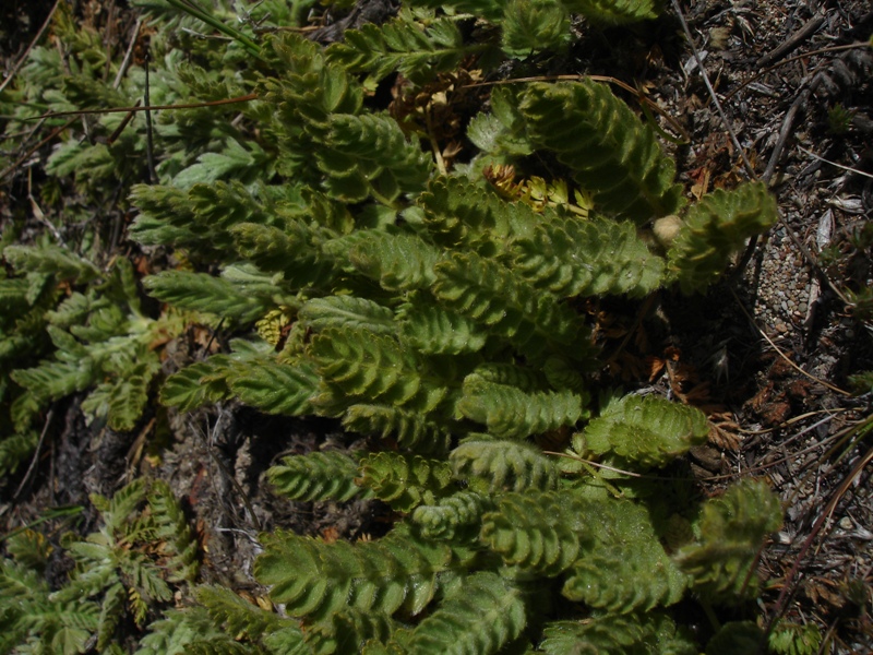 Horkelia marinensis Horkelia marinensis