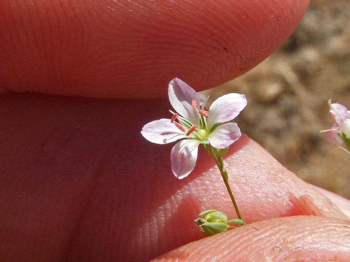 Hesperolinon disjunctum Hesperolinon disjunctum