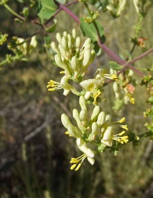 Lonicera subspicata var. denudata Lonicera subspicata var. denudata