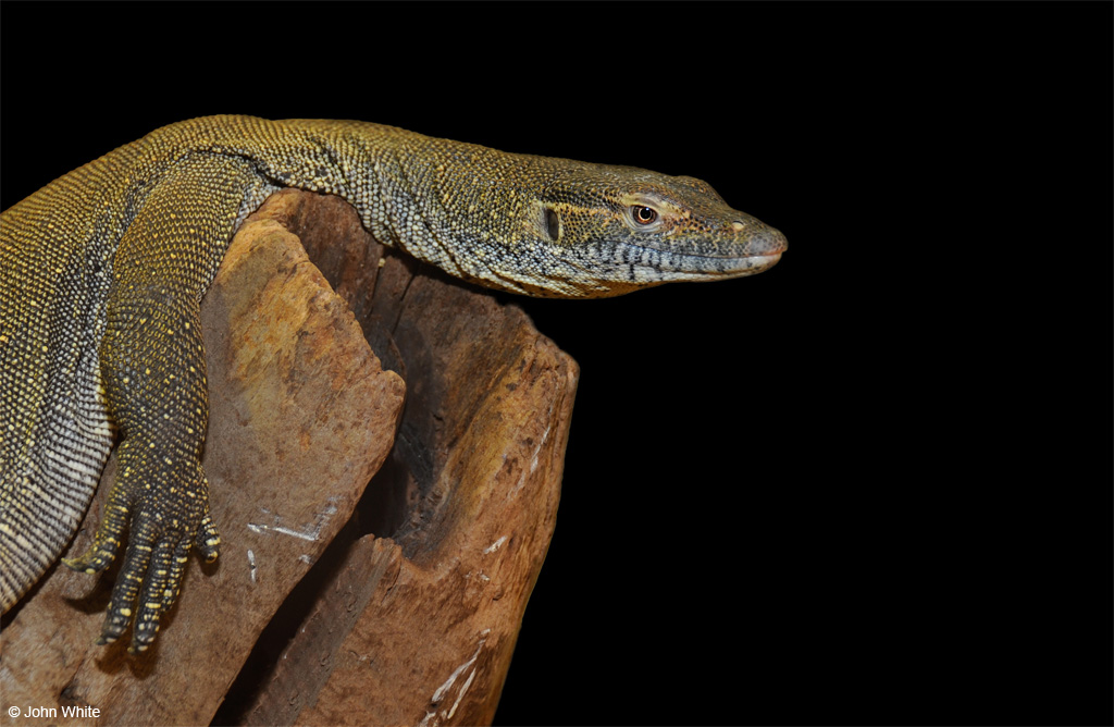 Varanus mertensi