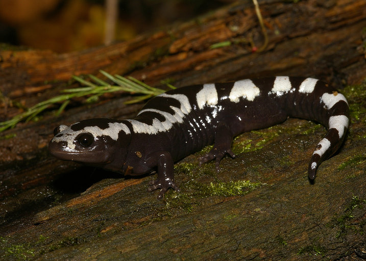 Ambystoma opacum Ambystoma opacum