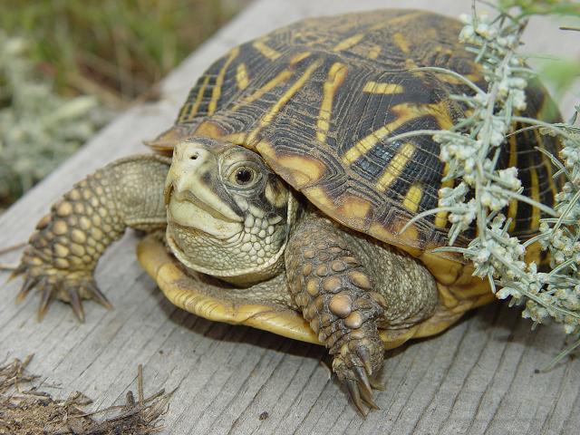 Terrapene Ornata (ornate Box Turtle)