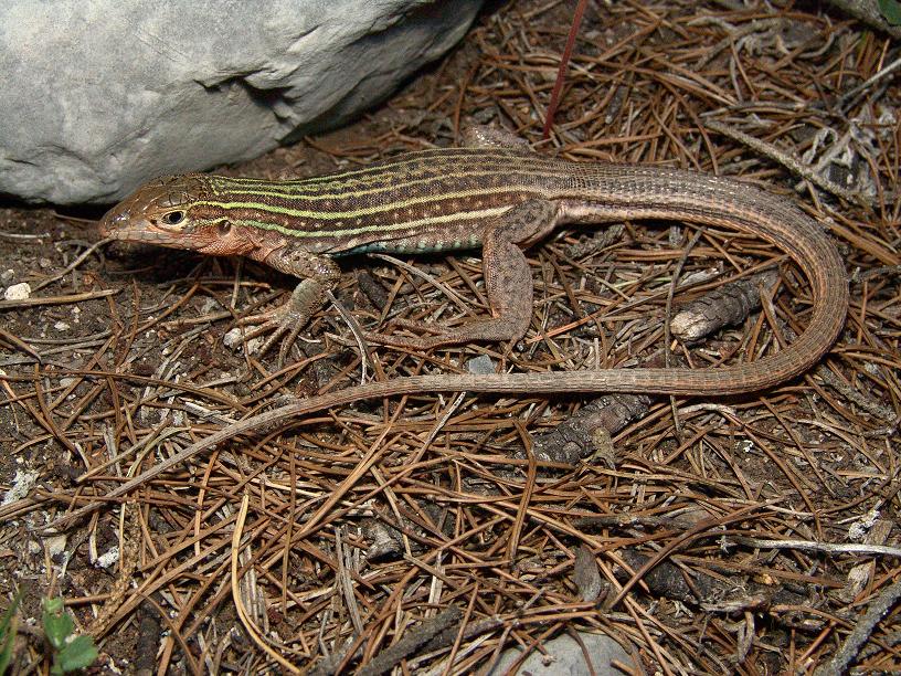 Resultado de imagen de Aspidoscelis gularis