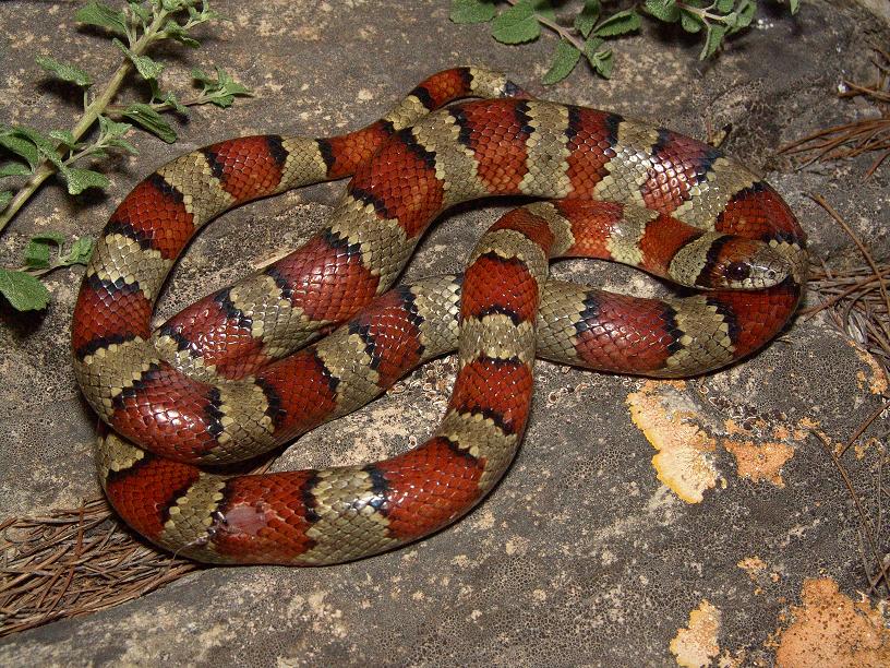 CalPhotos: Lampropeltis mexicana leonis