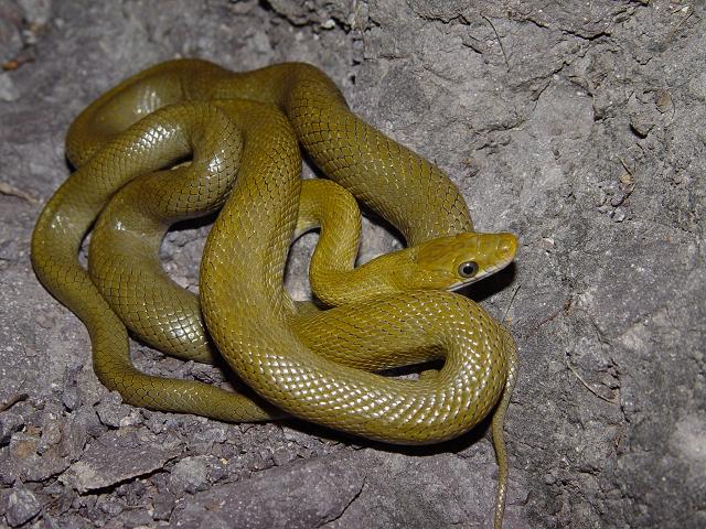 Senticolis triaspis intermedia Senticolis triaspis intermedia