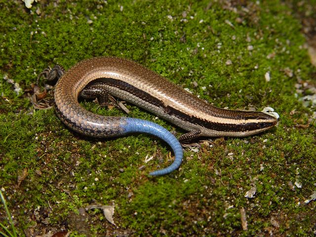Plestiodon bilineatus Plestiodon bilineatus