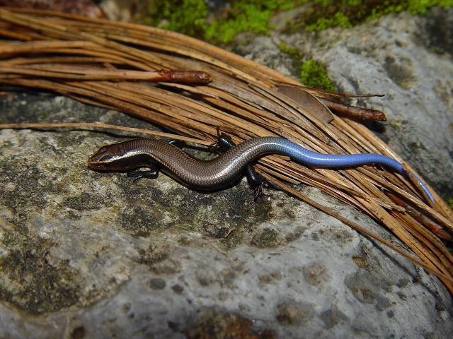 Plestiodon dicei Plestiodon dicei