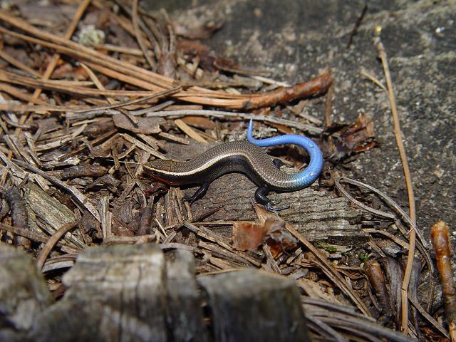 Plestiodon brevirostris pineus