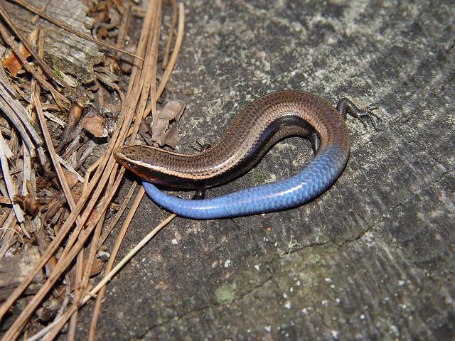 Plestiodon brevirostris pineus Plestiodon brevirostris pineus