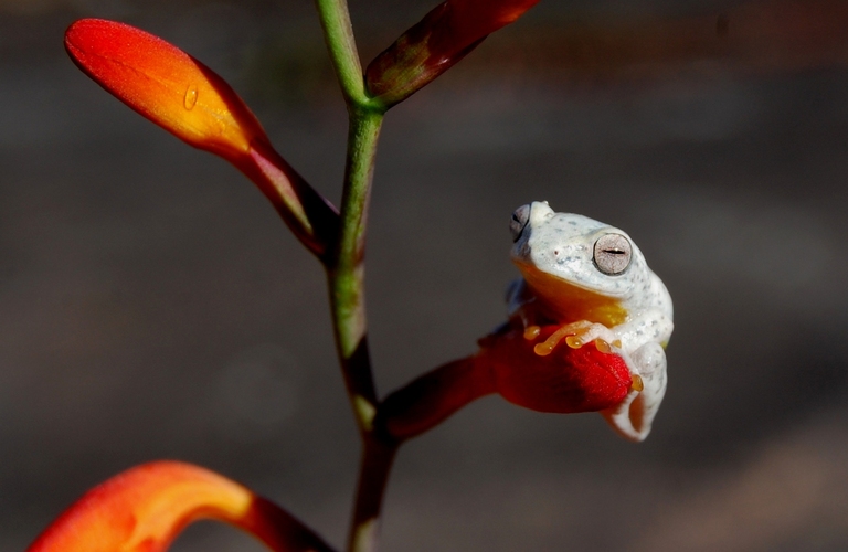 Pseudophilautus asankai