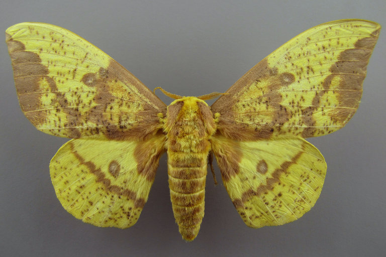 Eacles imperialis (Imperial moth)