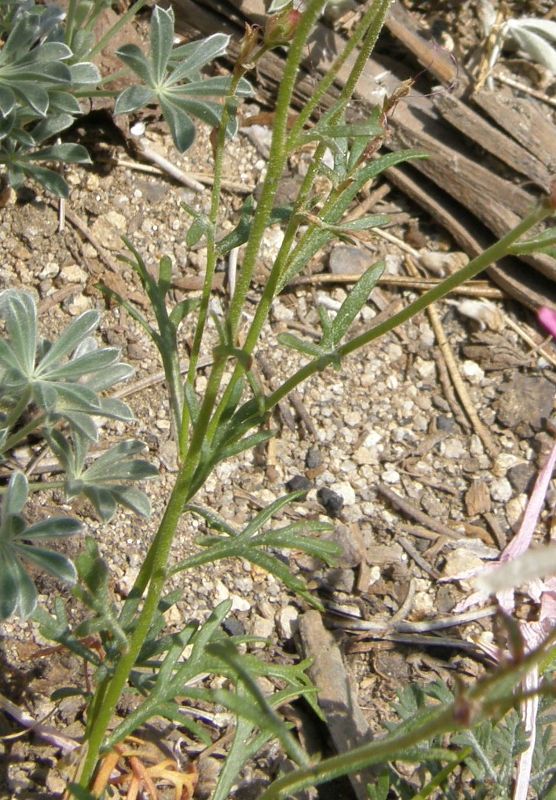 Ipomopsis aggregata ssp. bridgesii Ipomopsis aggregata ssp. bridgesii