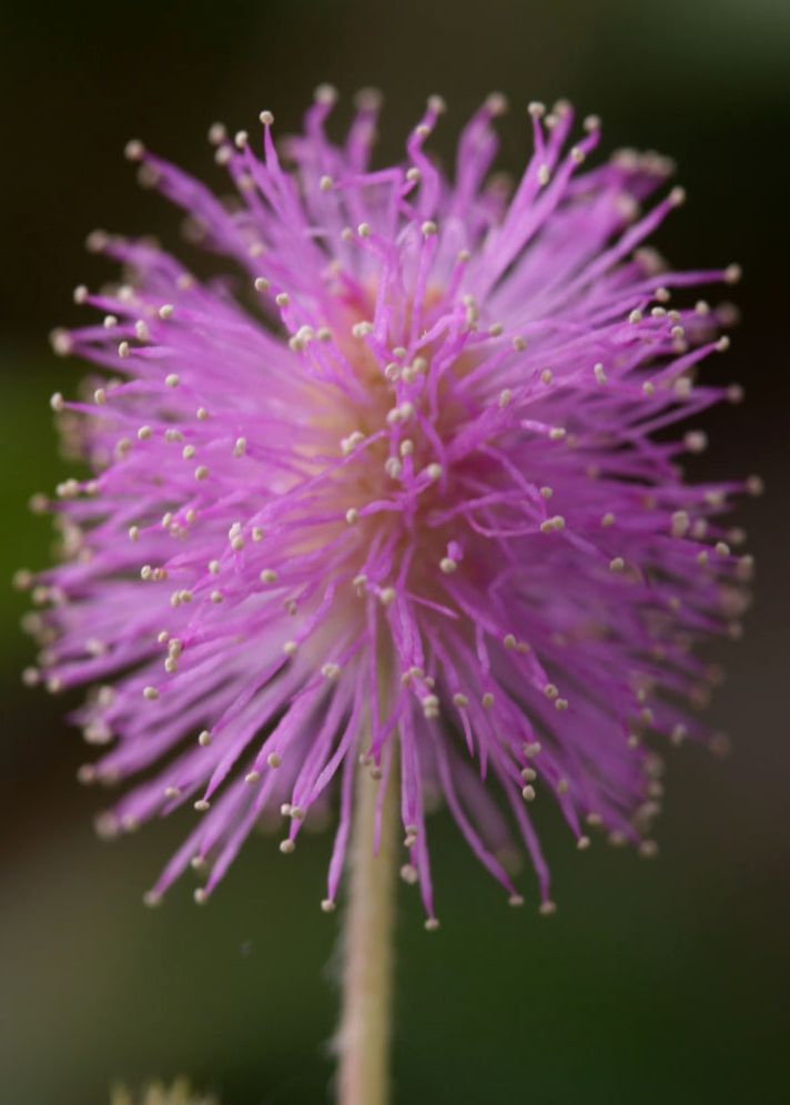 Mimosa pudica Mimosa pudica