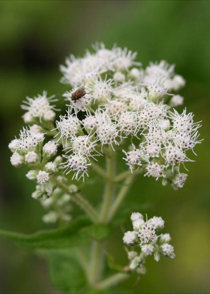 Eupatorium perfoliatum Eupatorium perfoliatum