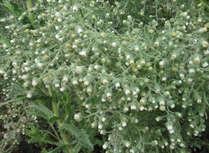 Laennecia coulteri Laennecia coulteri