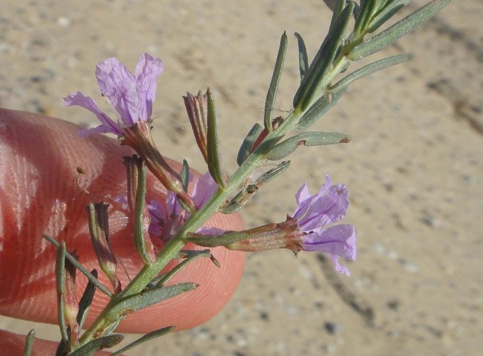 Lythrum californicum Lythrum californicum