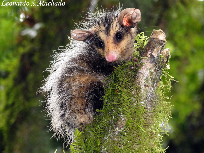 Didelphis aurita