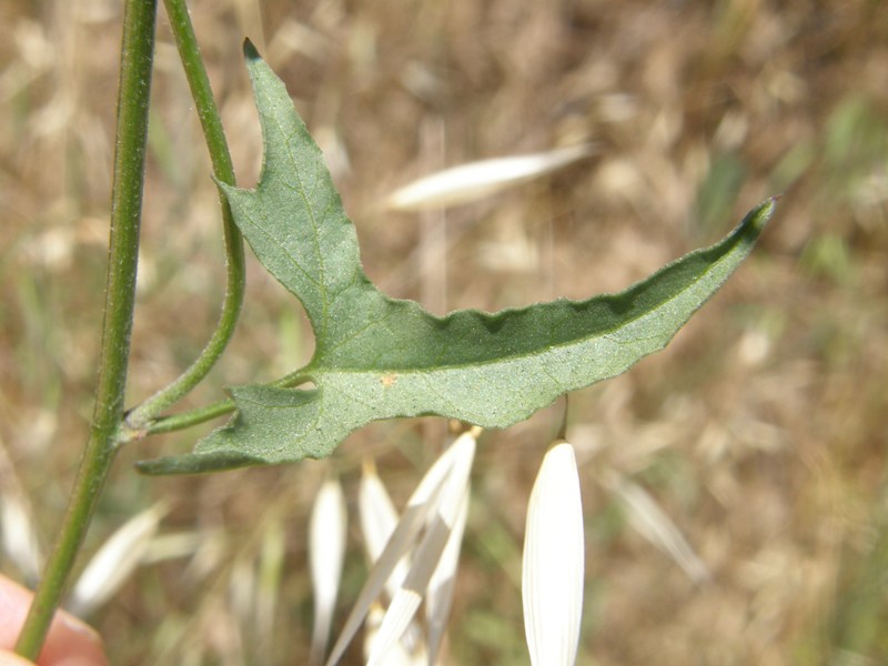 Calystegia macrostegia ssp. intermedia