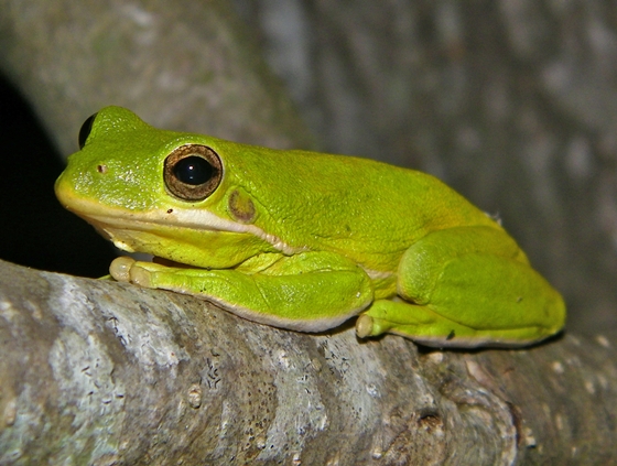 Hyla cinerea