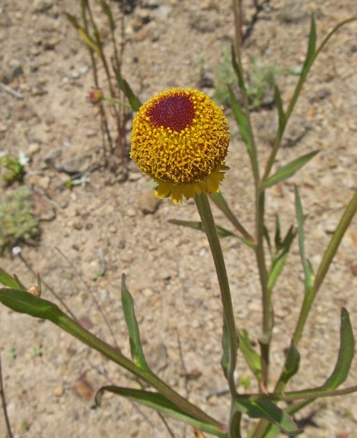 Helenium puberulum Helenium puberulum
