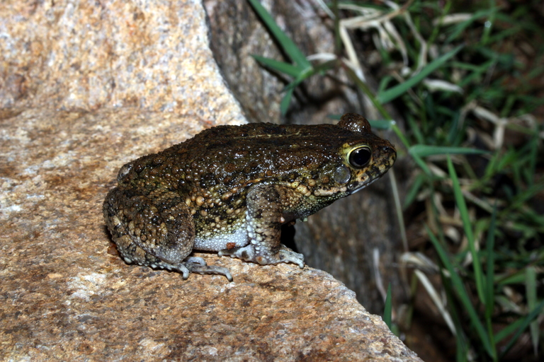 Sclerophrys maculata