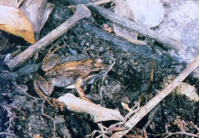 Cacosternum nanum Cacosternum nanum