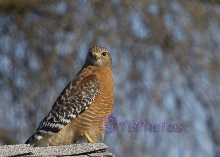 Buteo lineatus Buteo lineatus