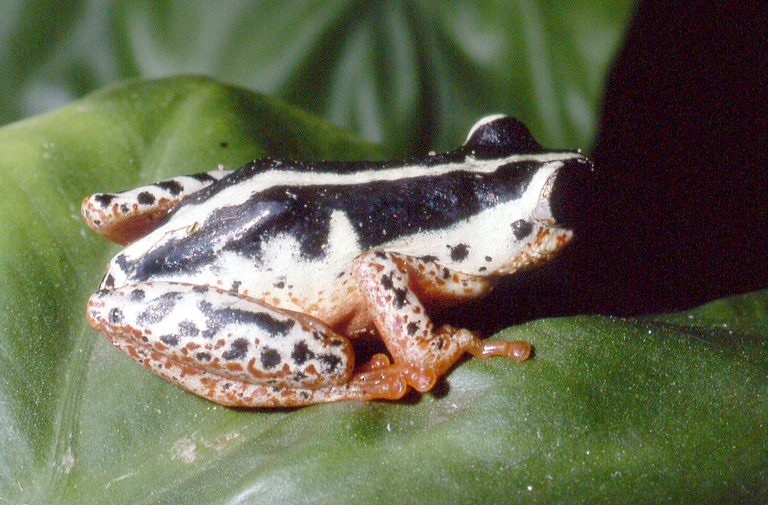 Hyperolius viridiflavus albofasciatus