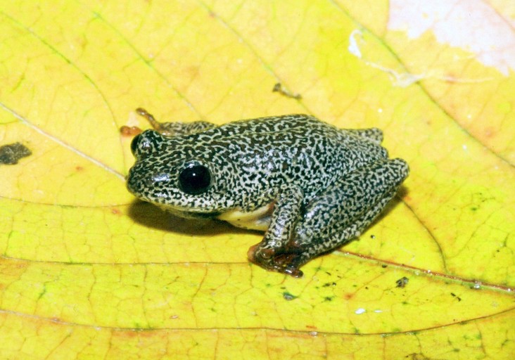 Hyperolius viridiflavus angolensis Hyperolius viridiflavus angolensis