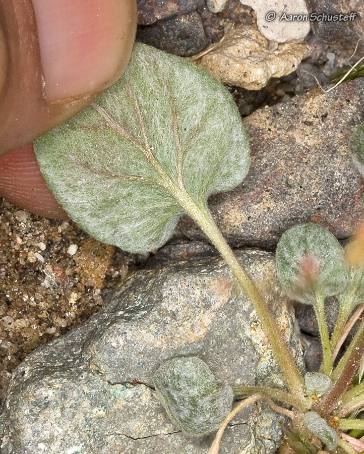 Eriogonum thomasii Eriogonum thomasii