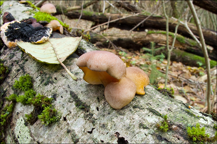Panellus serotinus