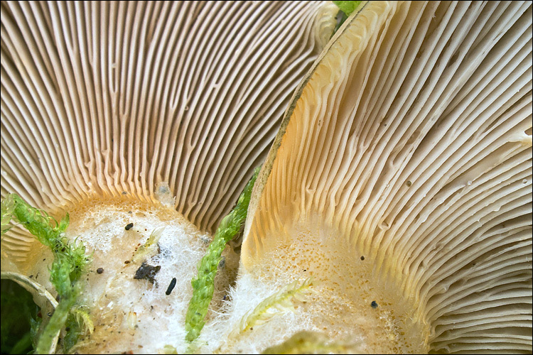 Panellus serotinus